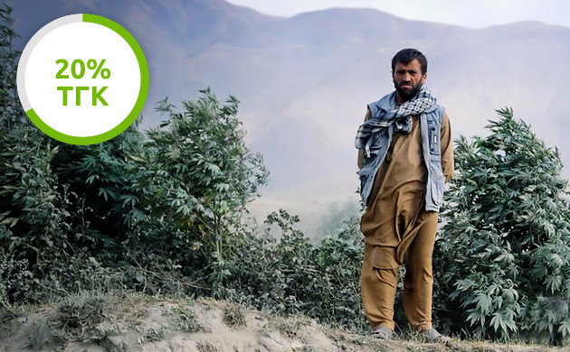 Содержание ТГК в конопле ТГК в Афганской конопле