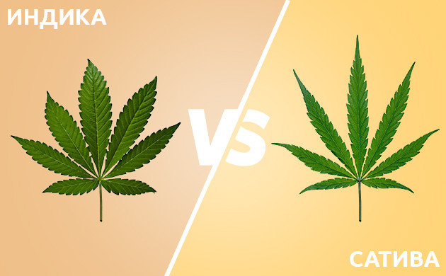 Отличия индики от сативы Индика и Сатива