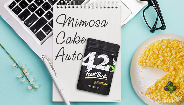 Дневник выращивания сорта Mimosa Cake Auto от FastBuds