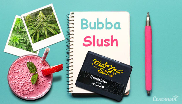Гроурепорт сорта Bubba Slush