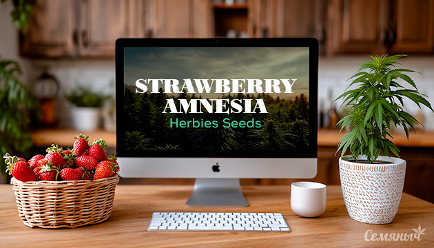 Гроурепорт сорта Strawberry Amnesia fem от Herbies Seeds