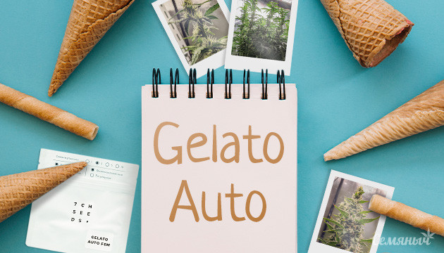 Выращивание сорта конопли Gelato Auto fem от Семяныча